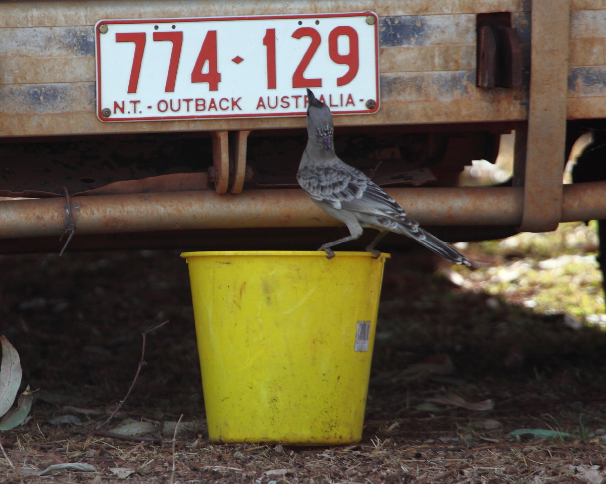 Great Bowerbird