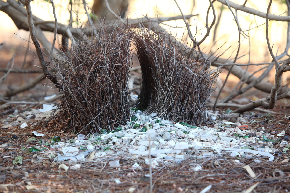 Great Bowerbird bower