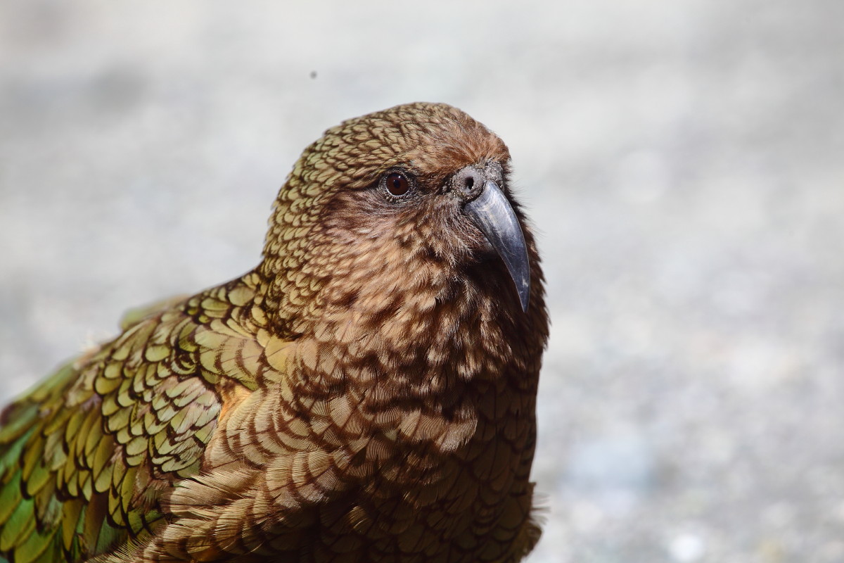 Kea
