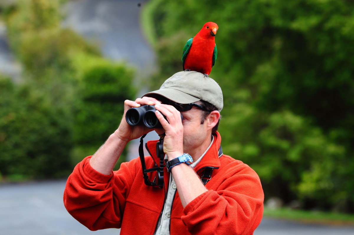 Australian King Parrot