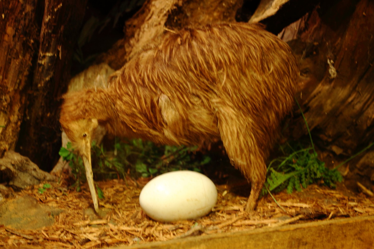 Kiwi