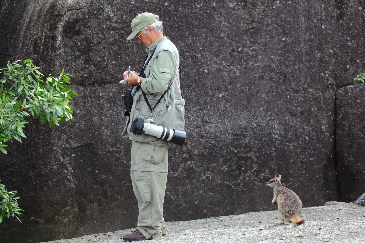 Mareeba Rock Wallaby