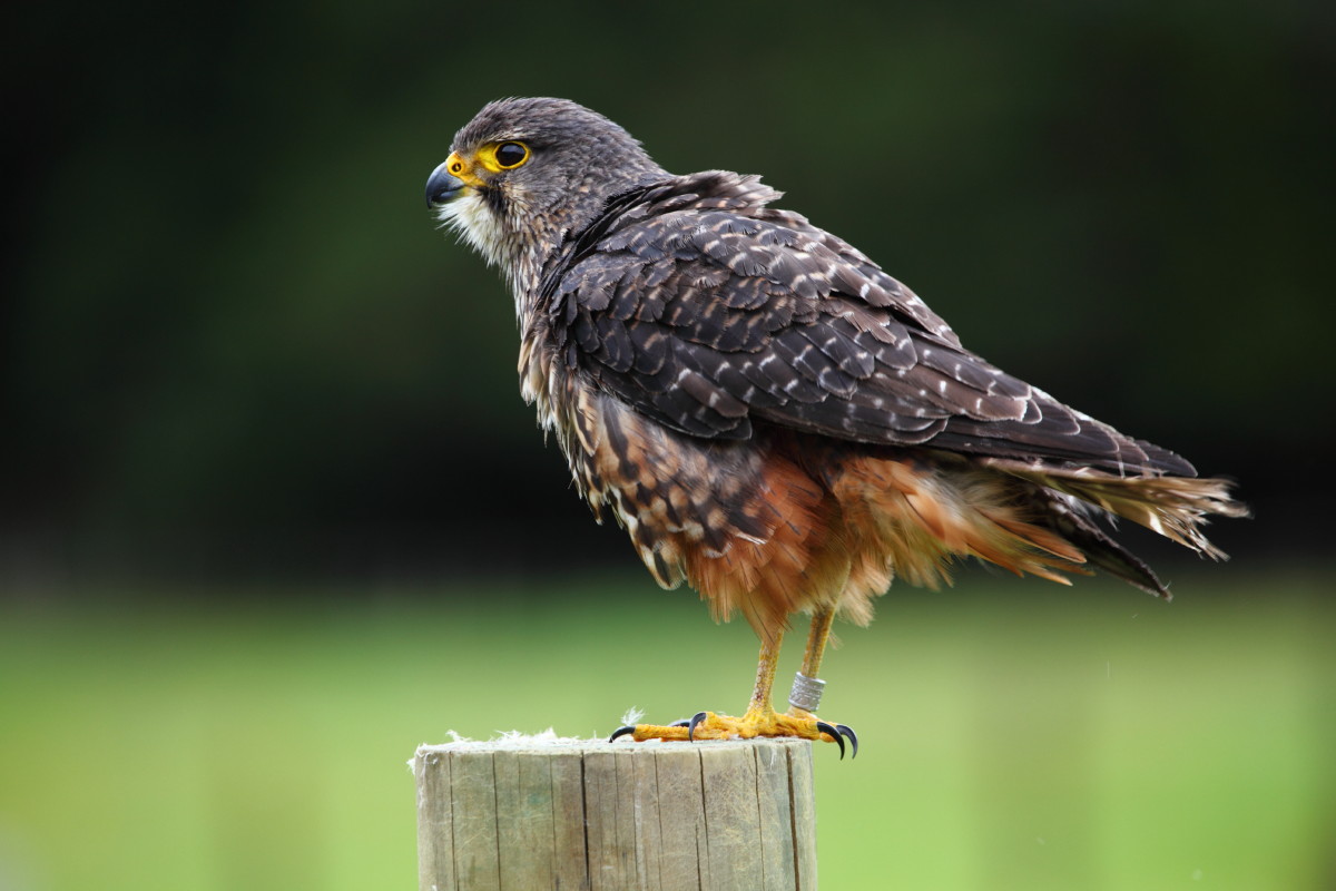 New Zealand Falcon