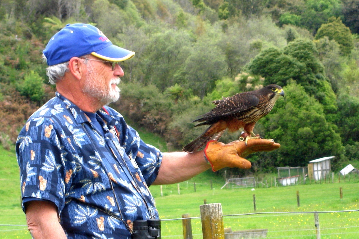 New Zealand Falcon