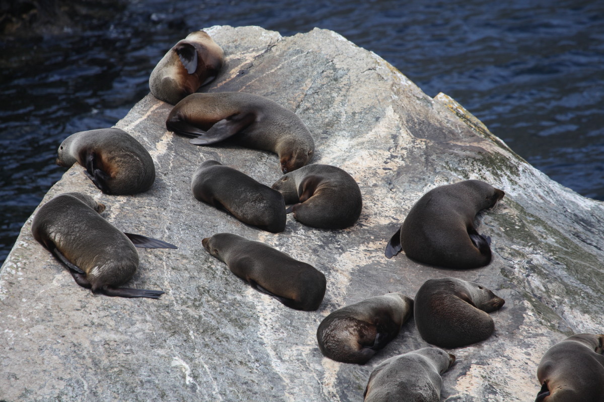 New Zealand Fur Seal