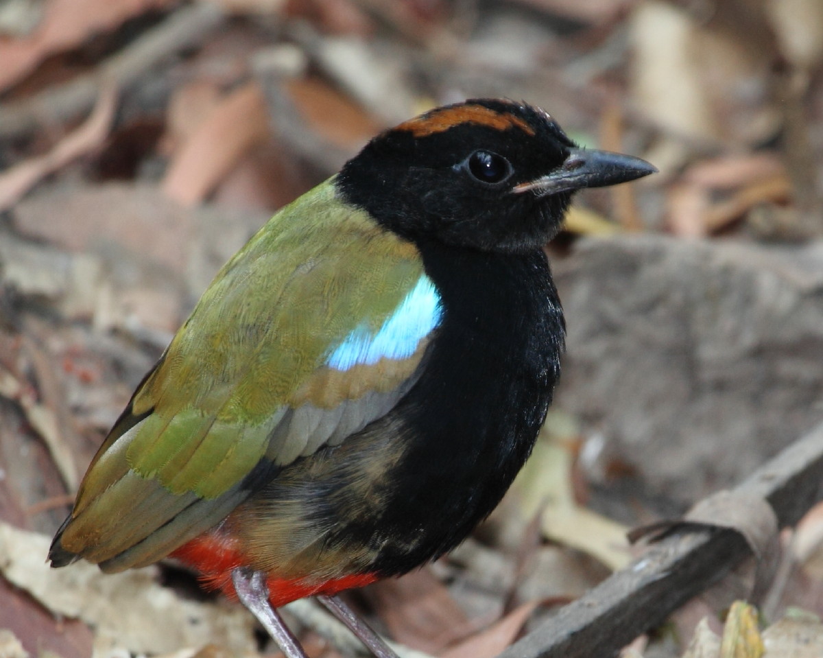 Rainbow Pitta