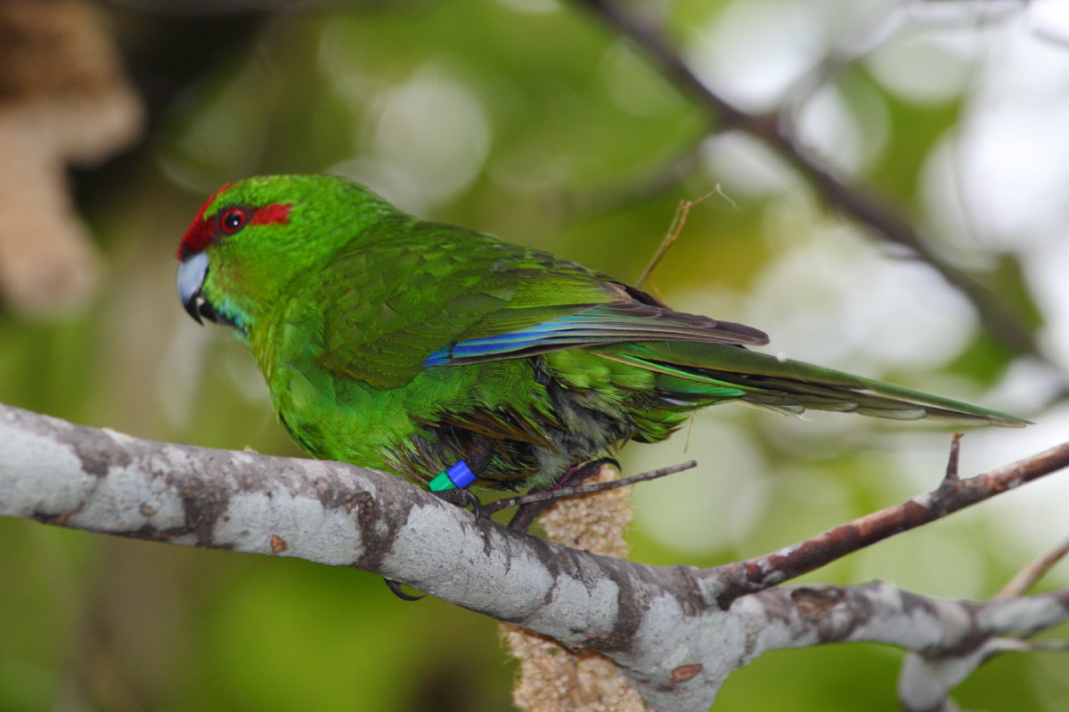 Red-crowned Parakeet