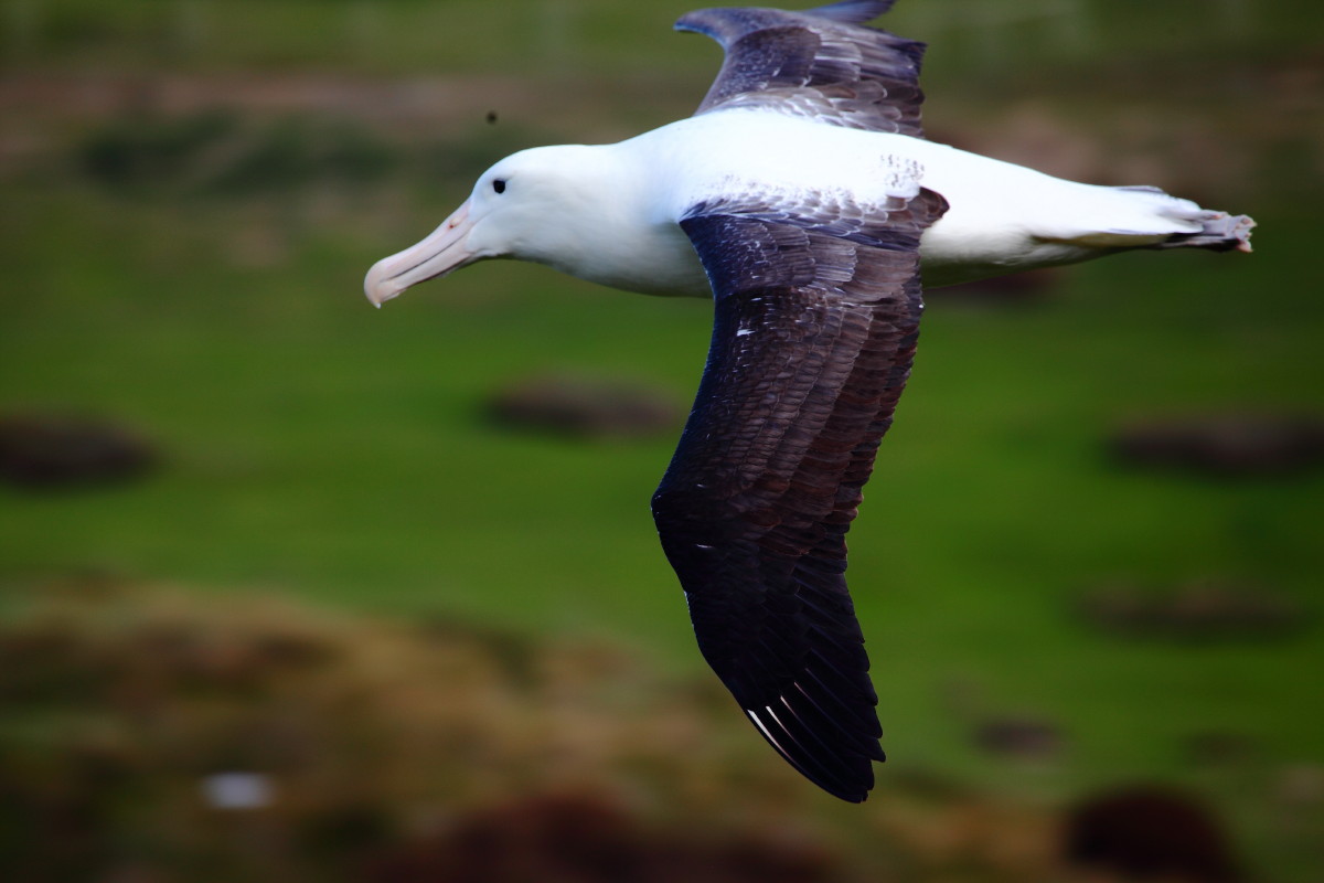 Royal Albatross