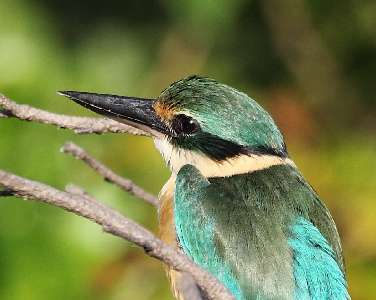 Sacred Kingfisher