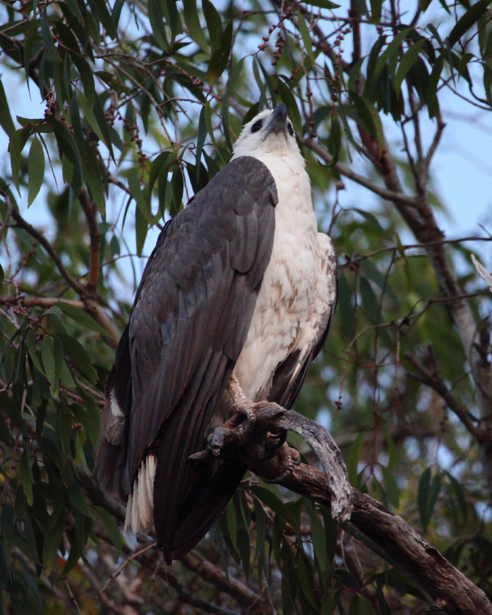 White-bellied Sea-Eagle