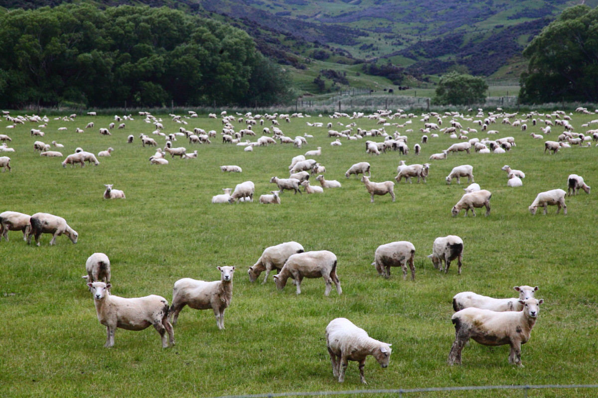 sheep
