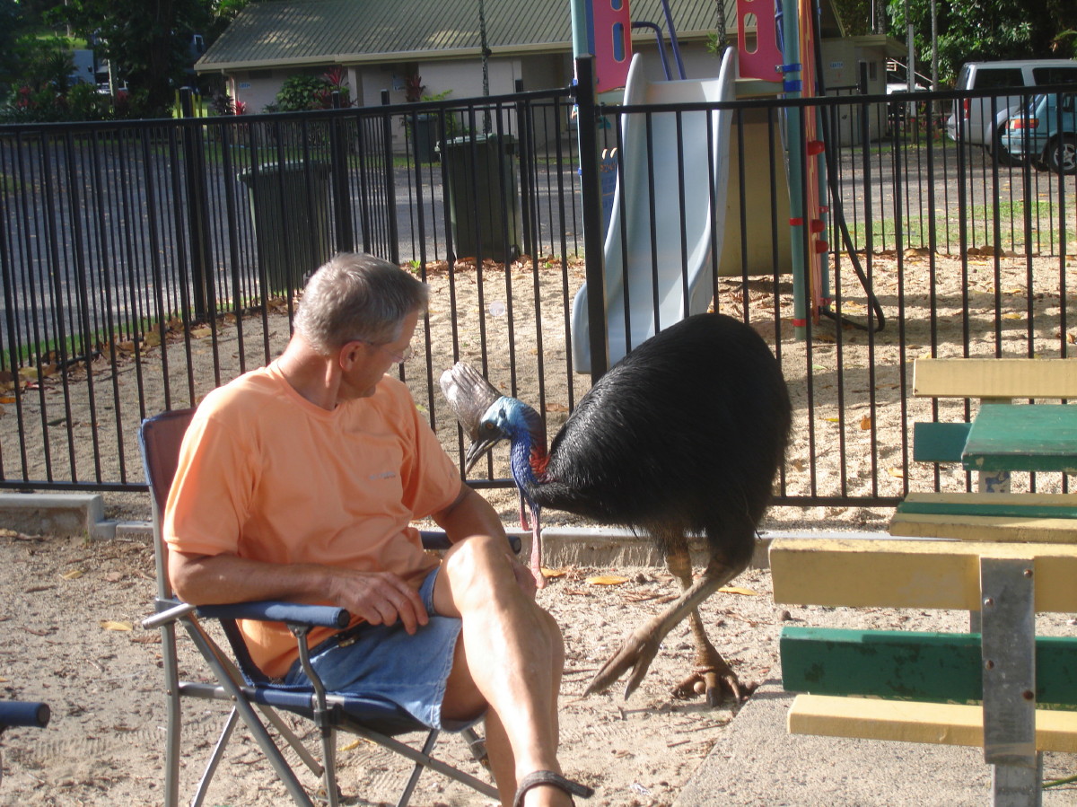Southern Cassowary