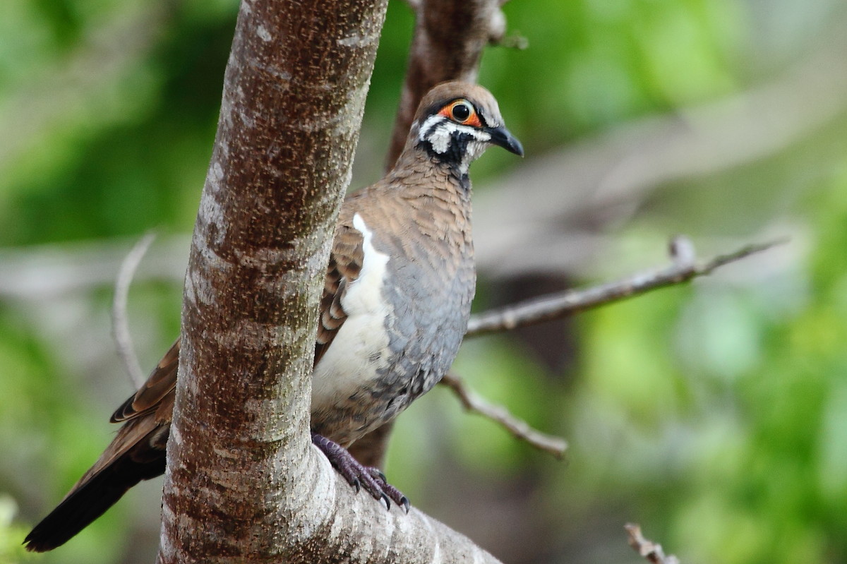 Squatter Pigeon