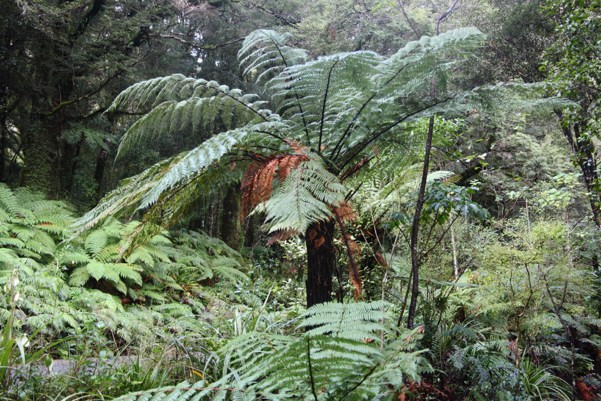 Tree ferns