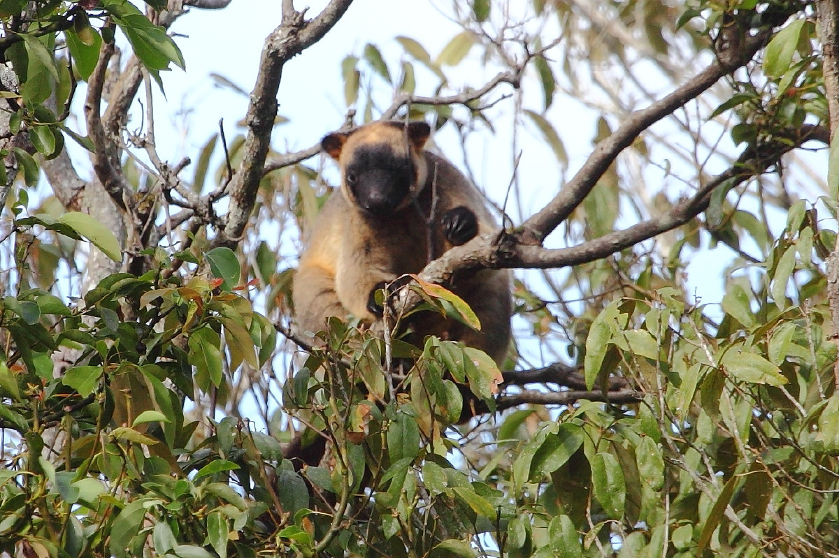Tree Kangaroo