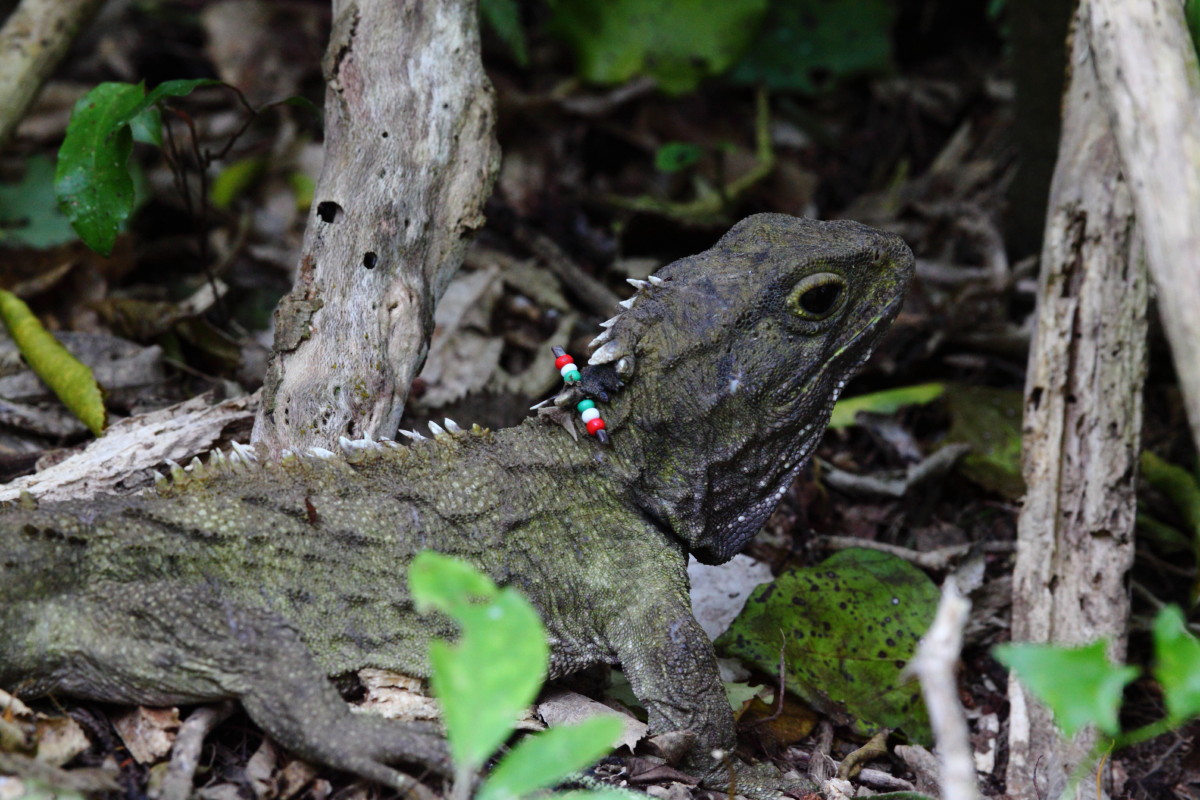 Tuatara