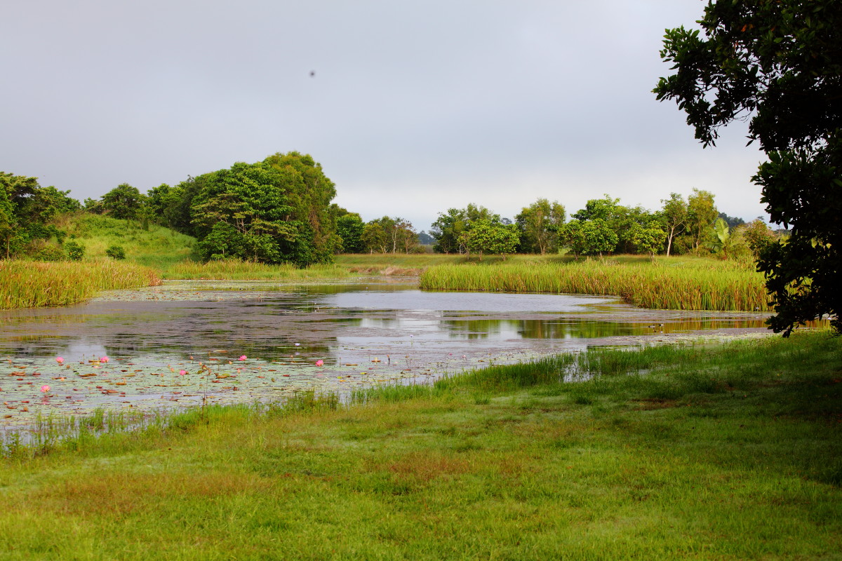 Tyto Wetlands