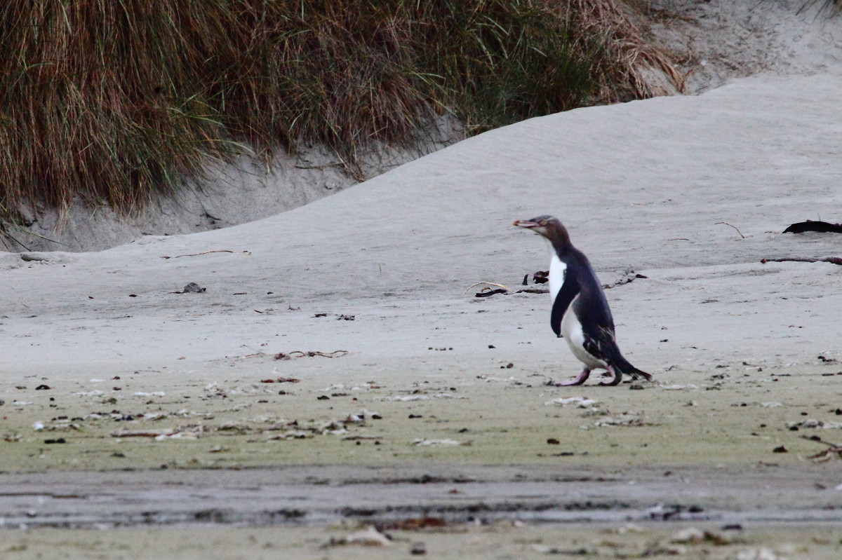 Yellow-eyed Penguin