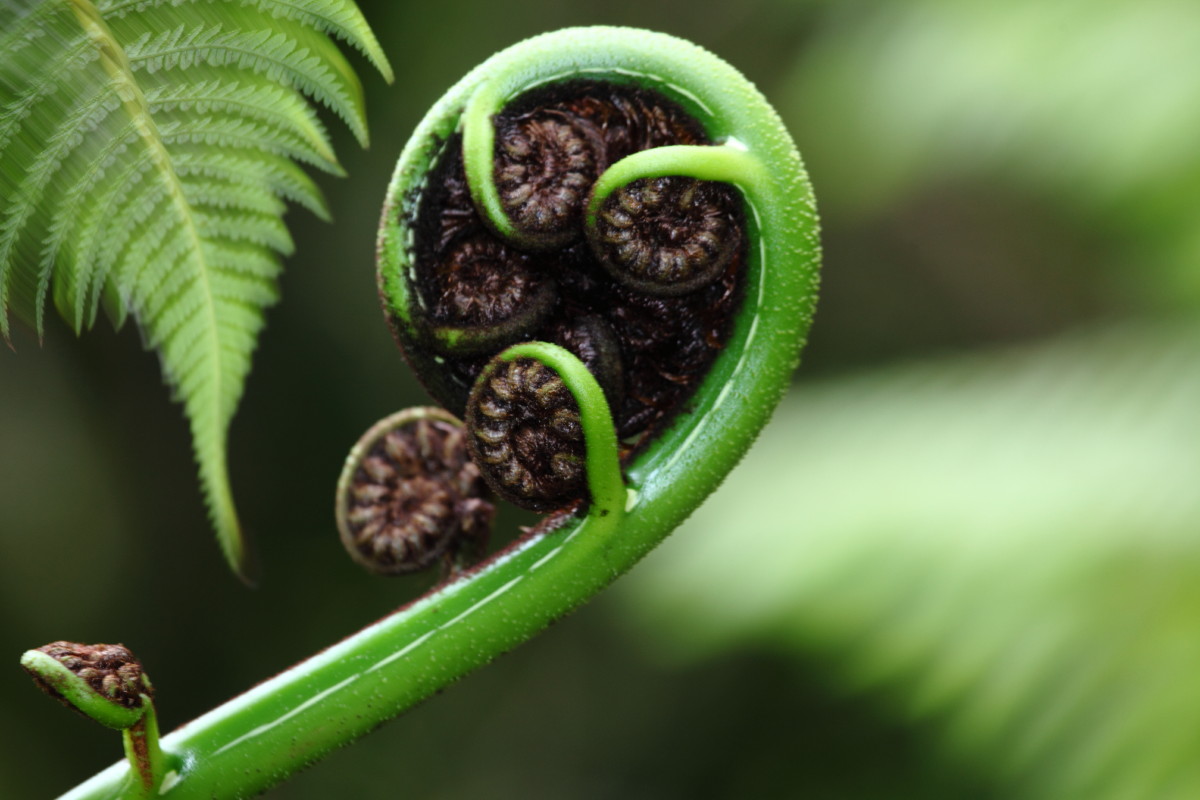 Zealandia