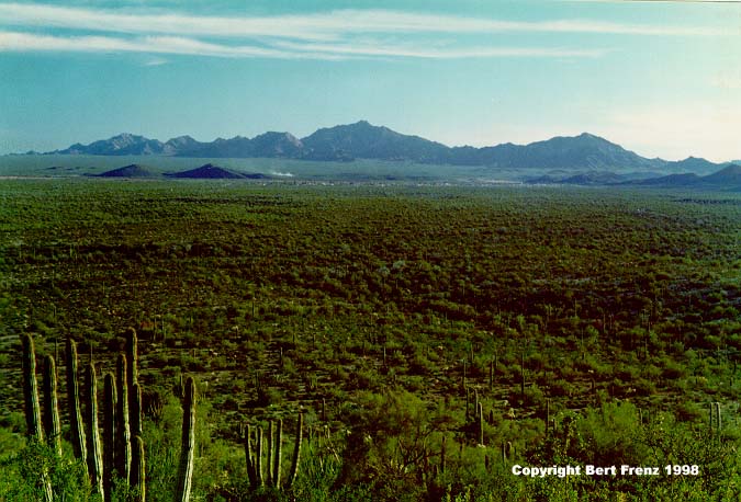 Desert1.jpg (73945 bytes)