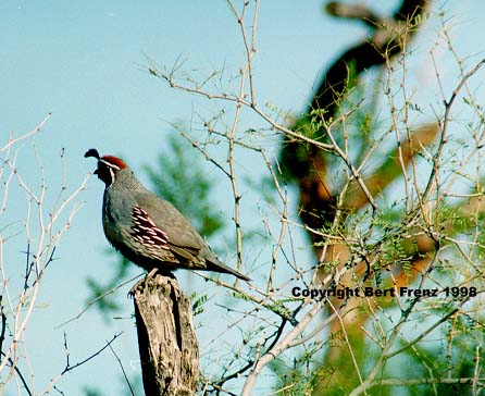 GquailX1.jpg (44104 bytes)