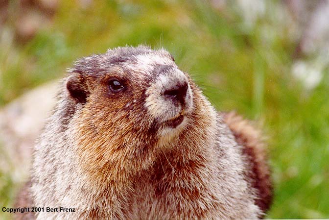 H_MarmotX01.JPG (60623 bytes)