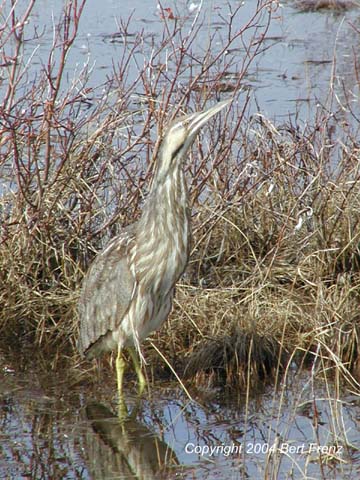 AmBi.5x7.JPG (59164 bytes)