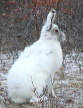 ArHare.2x3.JPG (9294 bytes)