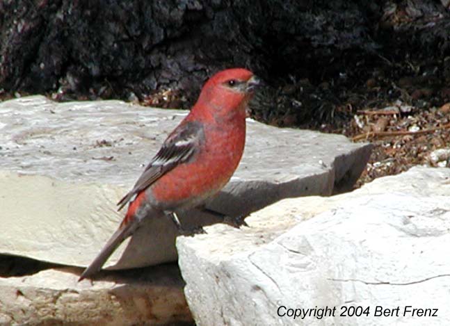 PiGr.6x9.JPG (46041 bytes)