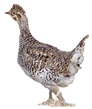 STGR.2x3.jpg (7820 bytes)