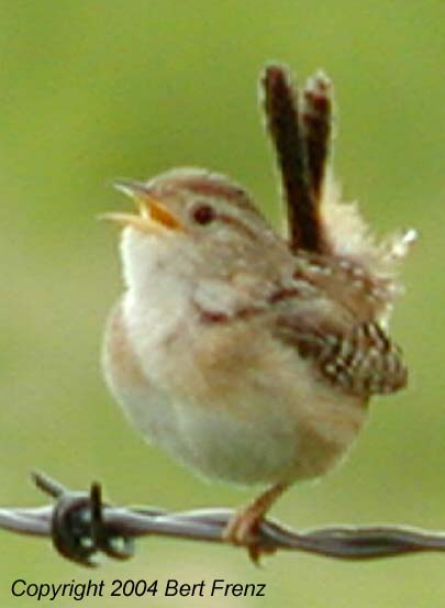 SeWr.5x7.JPG (17900 bytes)