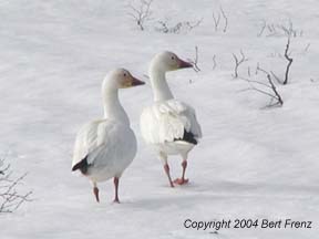 SnGo.3x4.JPG (7745 bytes)