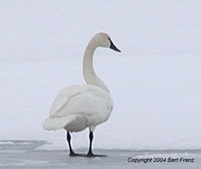 WhSw.3x4.JPG (10569 bytes)