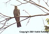 MiKi02.JPG (7507 bytes)