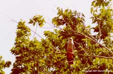 MiKi03.JPG (13433 bytes)