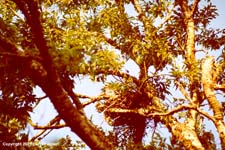 MiKi04.JPG (17859 bytes)