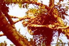 MiKi05.JPG (14838 bytes)