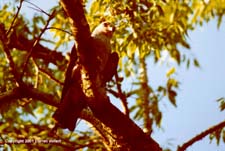 MiKi07.JPG (12158 bytes)