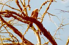 MiKi08.JPG (12384 bytes)