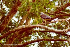 MiKi09.JPG (15264 bytes)