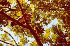 MiKi10.JPG (15374 bytes)