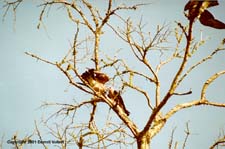 MiKi12.JPG (11335 bytes)