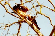 MiKi13.JPG (12077 bytes)