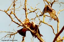 MiKi14.JPG (11846 bytes)