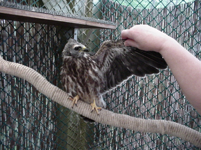 MiKiTF71402.jpg (112343 bytes)