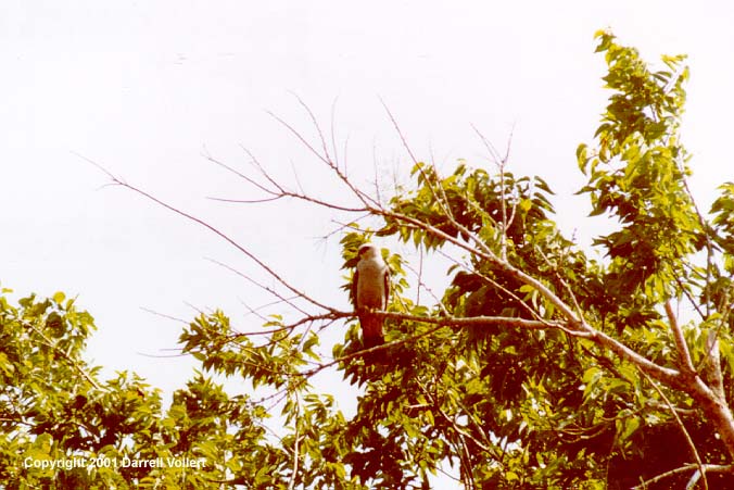 MiKiX02a.JPG (75435 bytes)