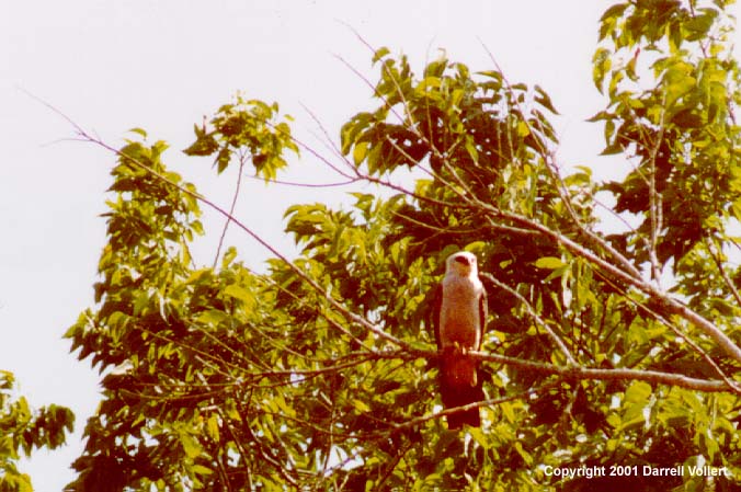 MiKiX03.JPG (77881 bytes)