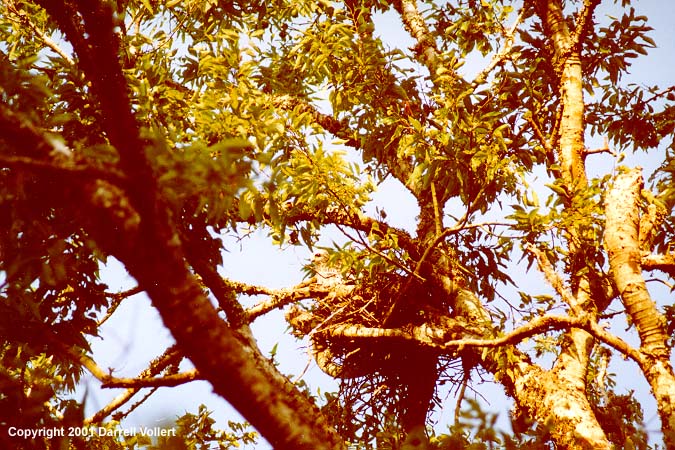 MiKiX04.JPG (127809 bytes)