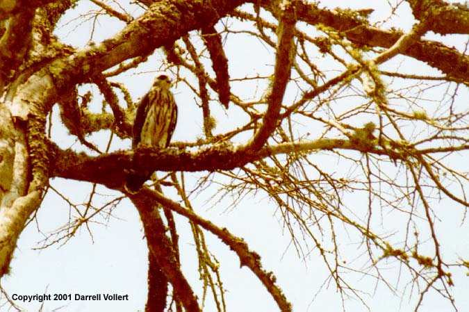 MiKiX06.JPG (80582 bytes)