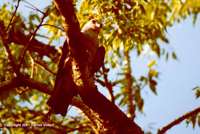 MiKiX07.JPG (56490 bytes)